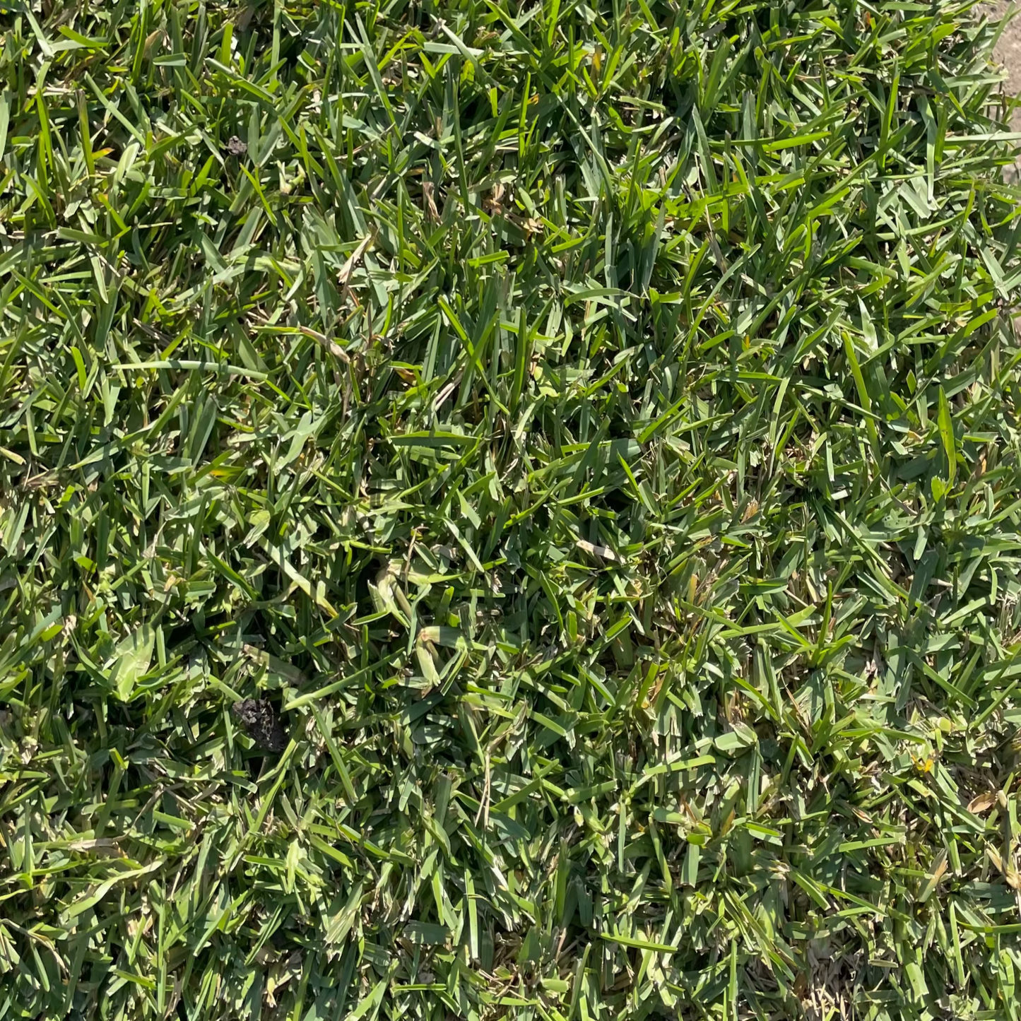 St. Augustine Grass